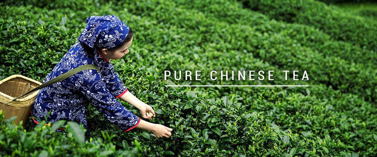 Κίνα καλύτερος οργανικό τσάι oolong στις πωλήσεις